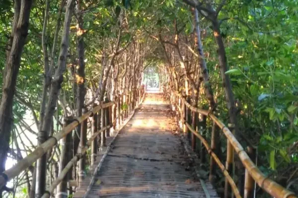 Destinasi Wisata Bumiayu dengan Pemandangan Luar Biasa Dermaga Taman Mangrove